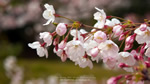 ワイドスクリーン自然壁紙(16:9-1366x768)－桜・さくら・サクラ