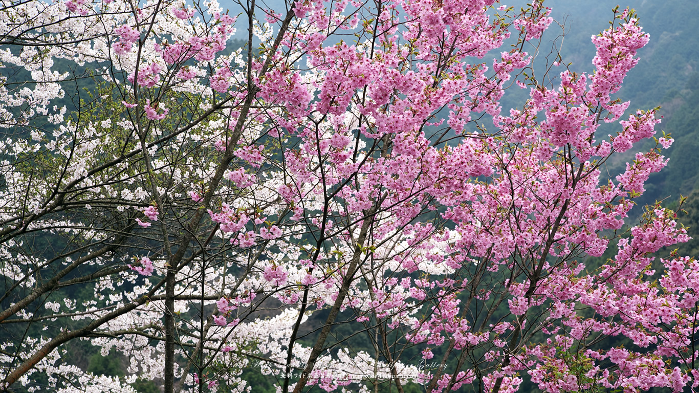 ワイド自然壁紙(16:9-1366x768)－桜・さくら・サクラ-4