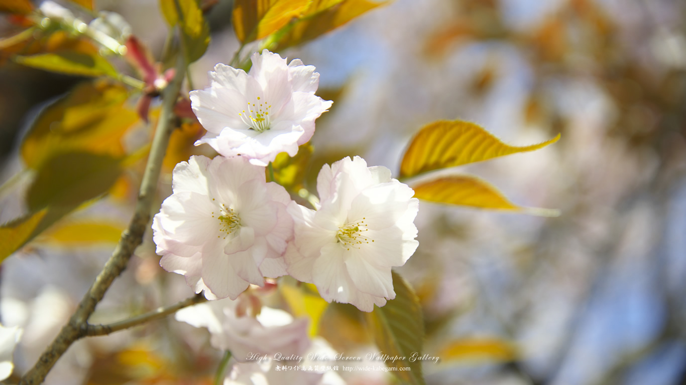 ワイド自然壁紙(16:9-1366x768)－桜