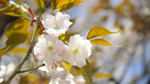 ワイドスクリーン自然壁紙(16:9-1366x768)－桜