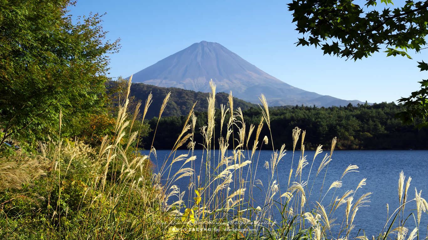 ワイド自然壁紙(16:9-1366x768)－富士山とススキ