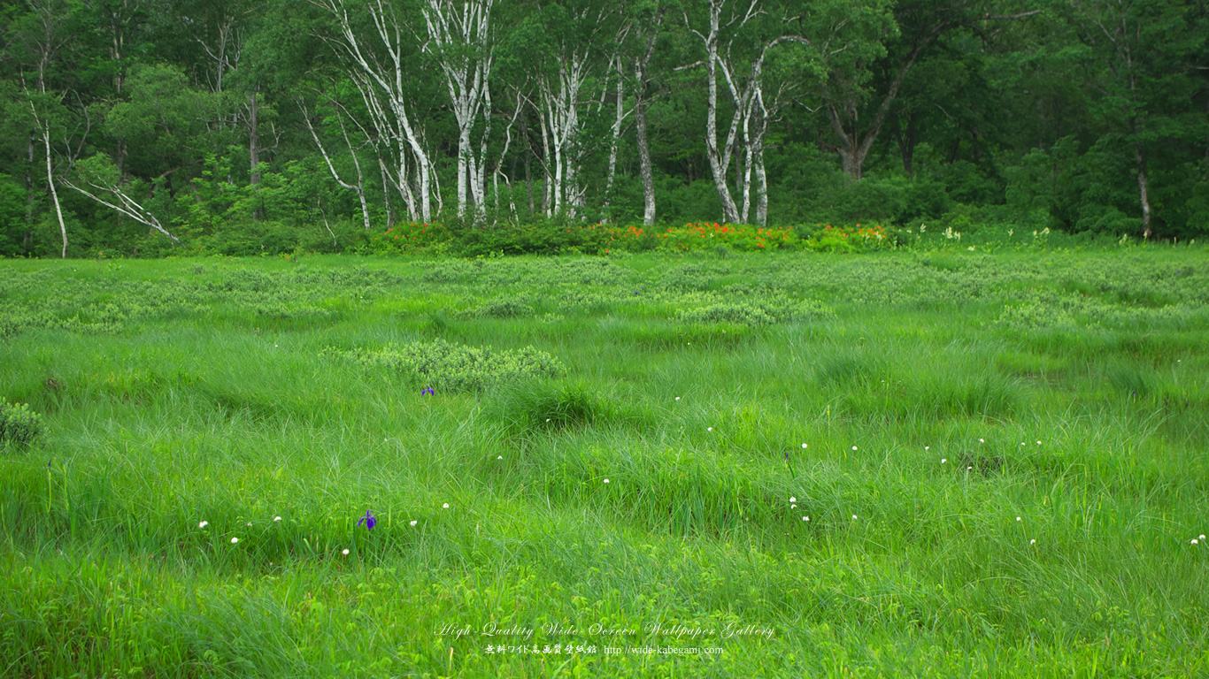 ワイド自然壁紙(16:9-1366x768)－花咲く湿原