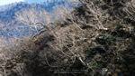 ワイドスクリーン自然壁紙(16:9-1366x768)－晩秋の樹木
