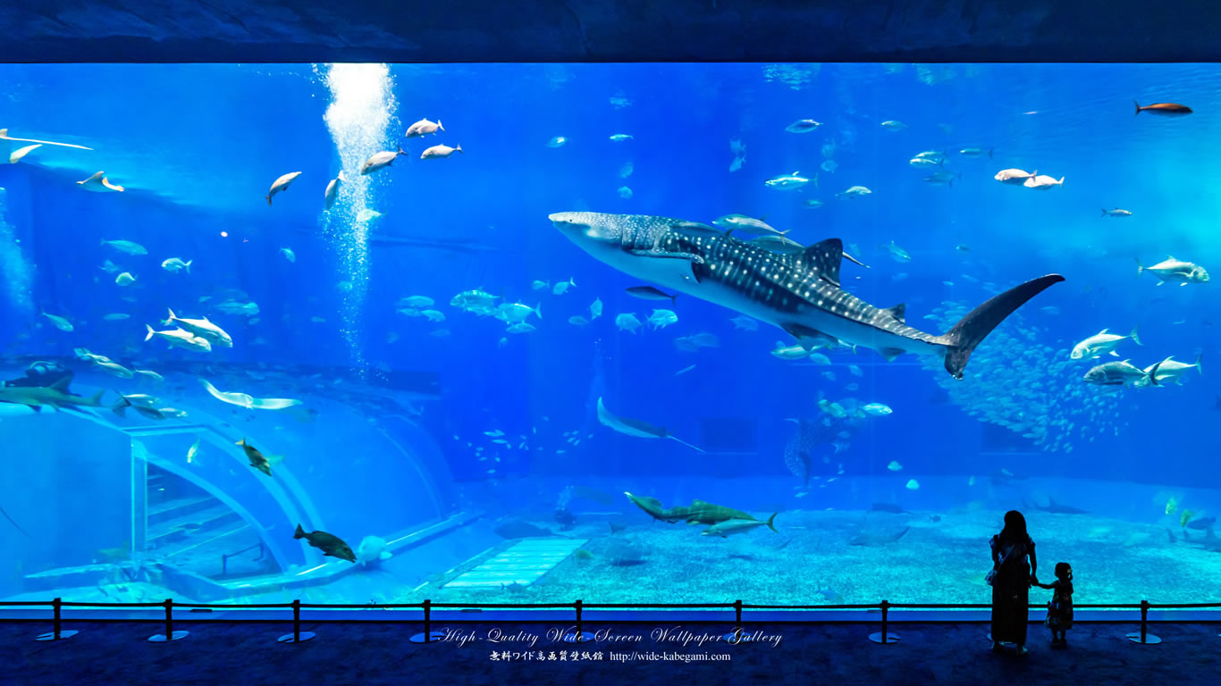 ワイド自然壁紙(16:9-1366x768)－沖縄－美ら海水族館-1