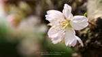 ワイドスクリーン自然壁紙(16:9-1600x900)－寒桜