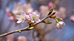 ワイドスクリーン自然壁紙(16:9-1600x900)－寒桜