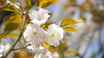 ワイドスクリーン自然壁紙(16:9-1600x900)－桜