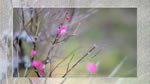 ワイドスクリーン自然壁紙(16:9-1600x900)－公園の花