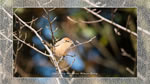 ワイドスクリーン自然壁紙(16:9-1600x900)－野鳥