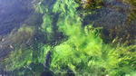 ワイドスクリーン自然壁紙(16:9-1600x900)－忍野の湧水