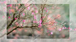 ワイドスクリーン自然壁紙(16:9-1920x1080)－公園の花
