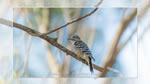 ワイドスクリーン自然壁紙(16:9-1920x1080)－野鳥
