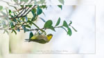 ワイドスクリーン自然壁紙(16:9-1920x1080)－野鳥