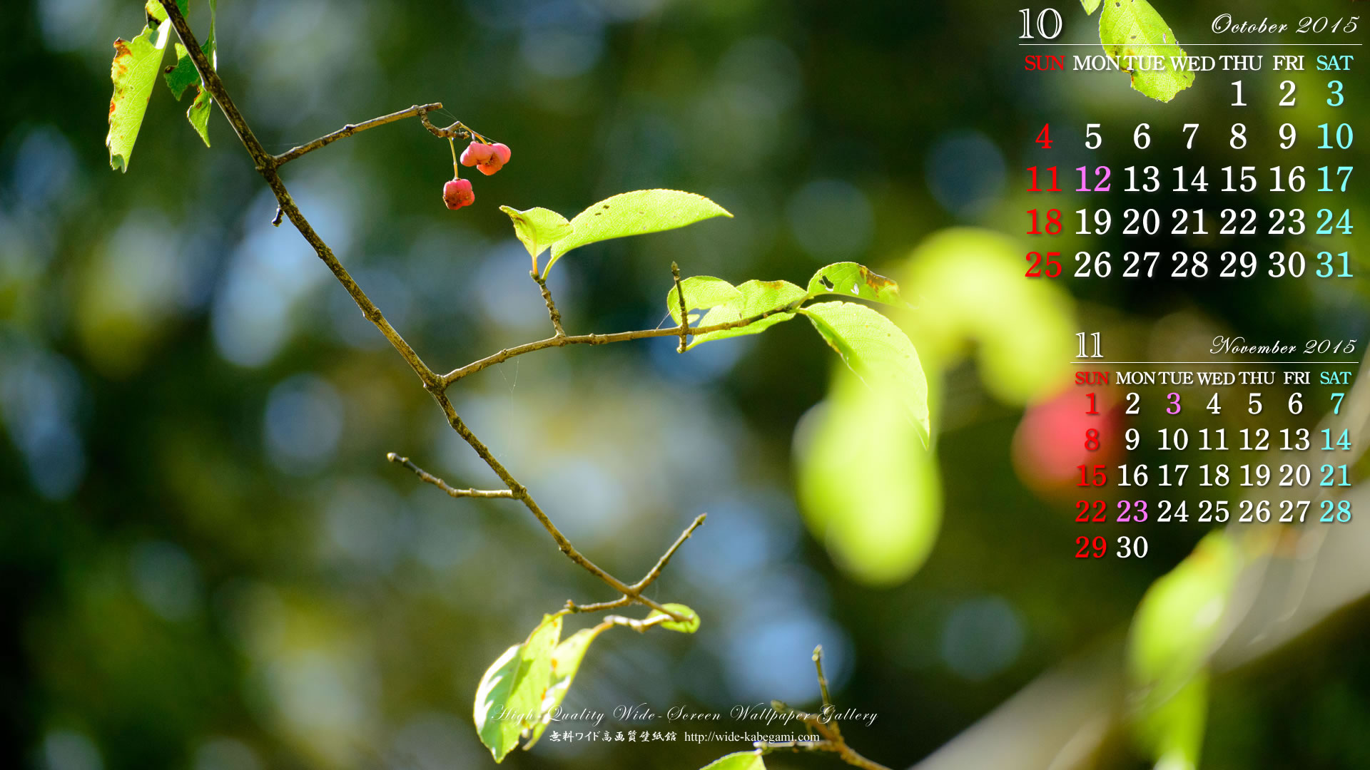 今月のカレンダー壁紙－マユミの果実-1
