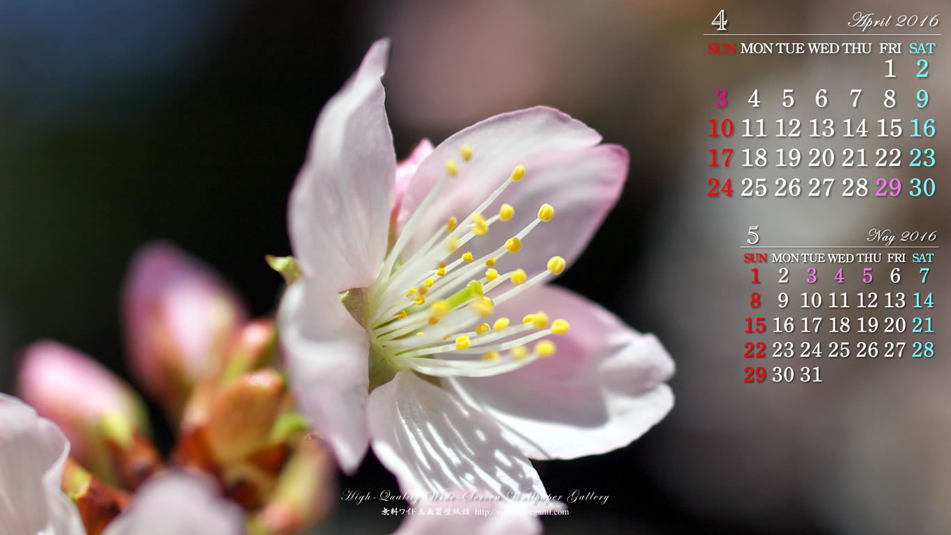 今月のカレンダー壁紙－桜・さくら・サクラ-1