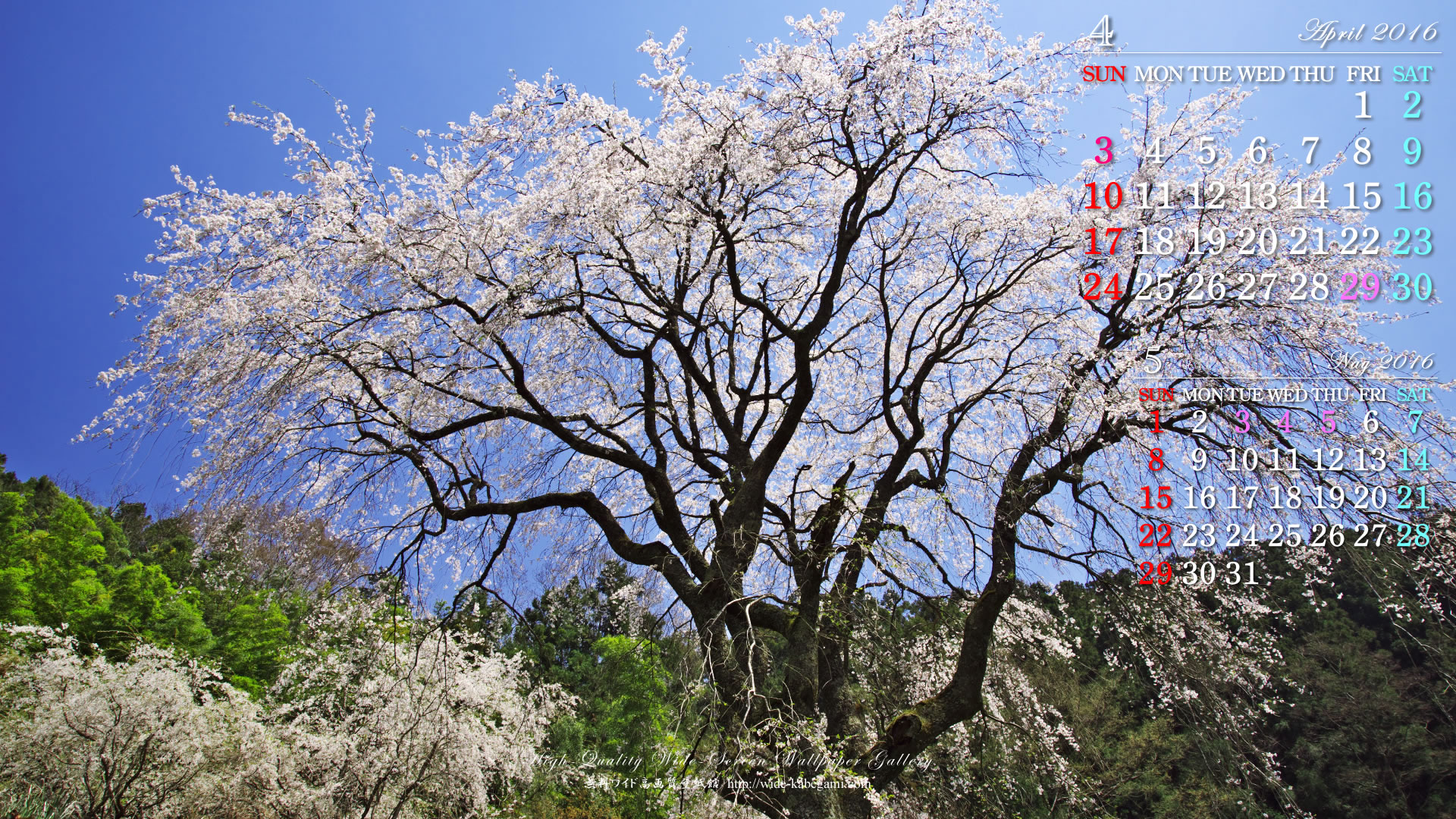 今月のカレンダー壁紙－桜・さくら・サクラ-3