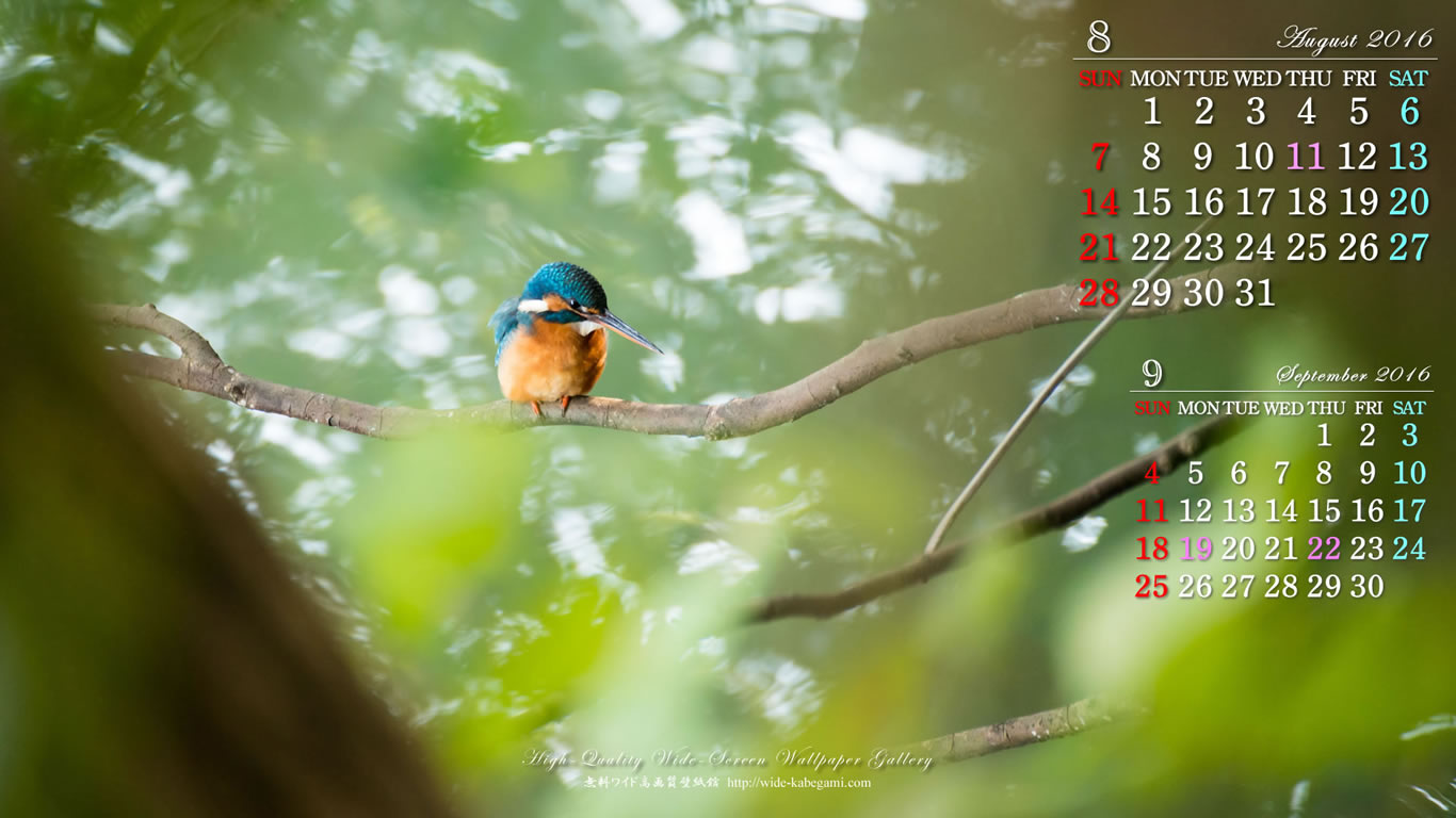 今月のカレンダー壁紙－カワセミ