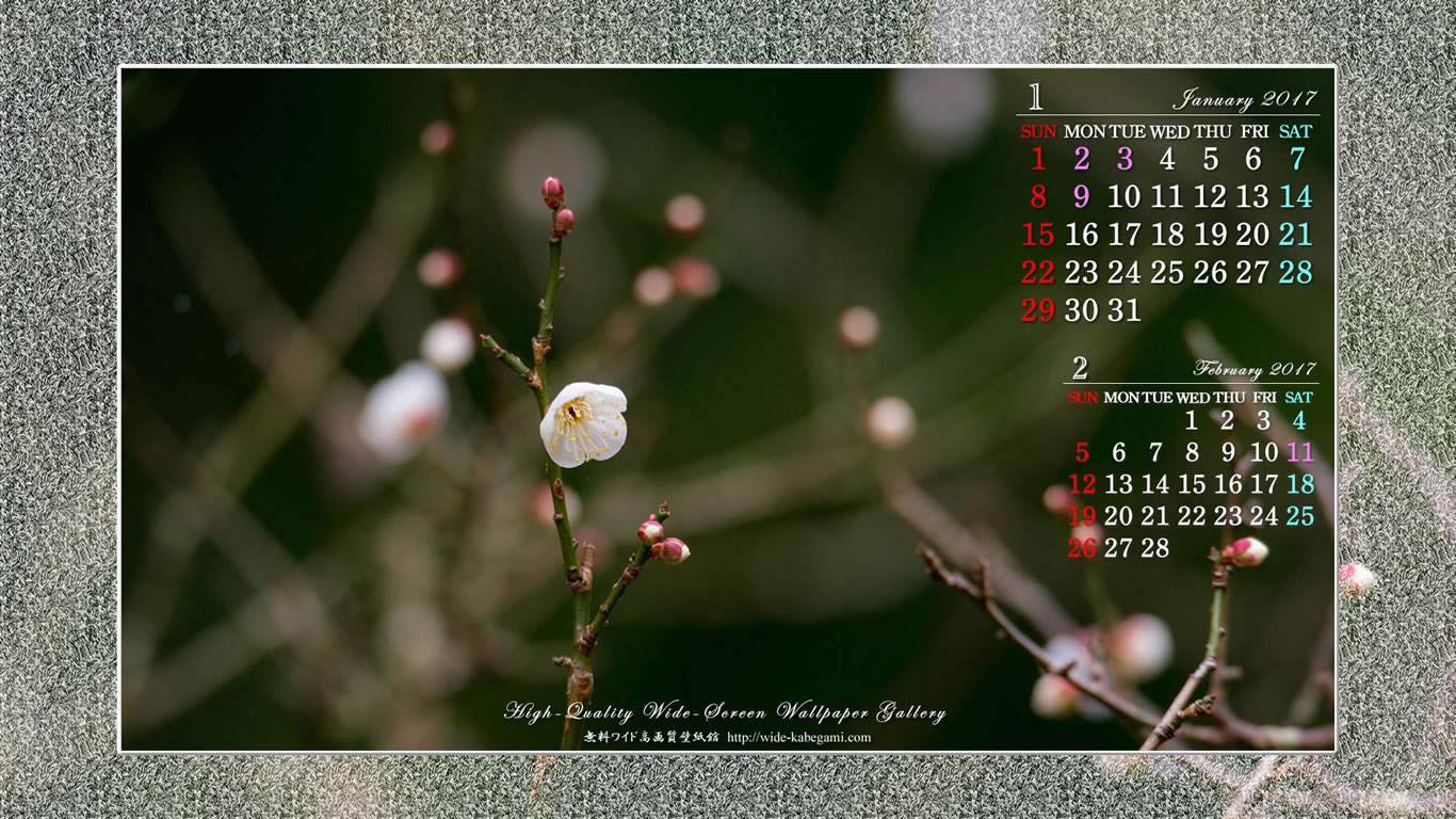 12月のカレンダー壁紙－白梅咲く