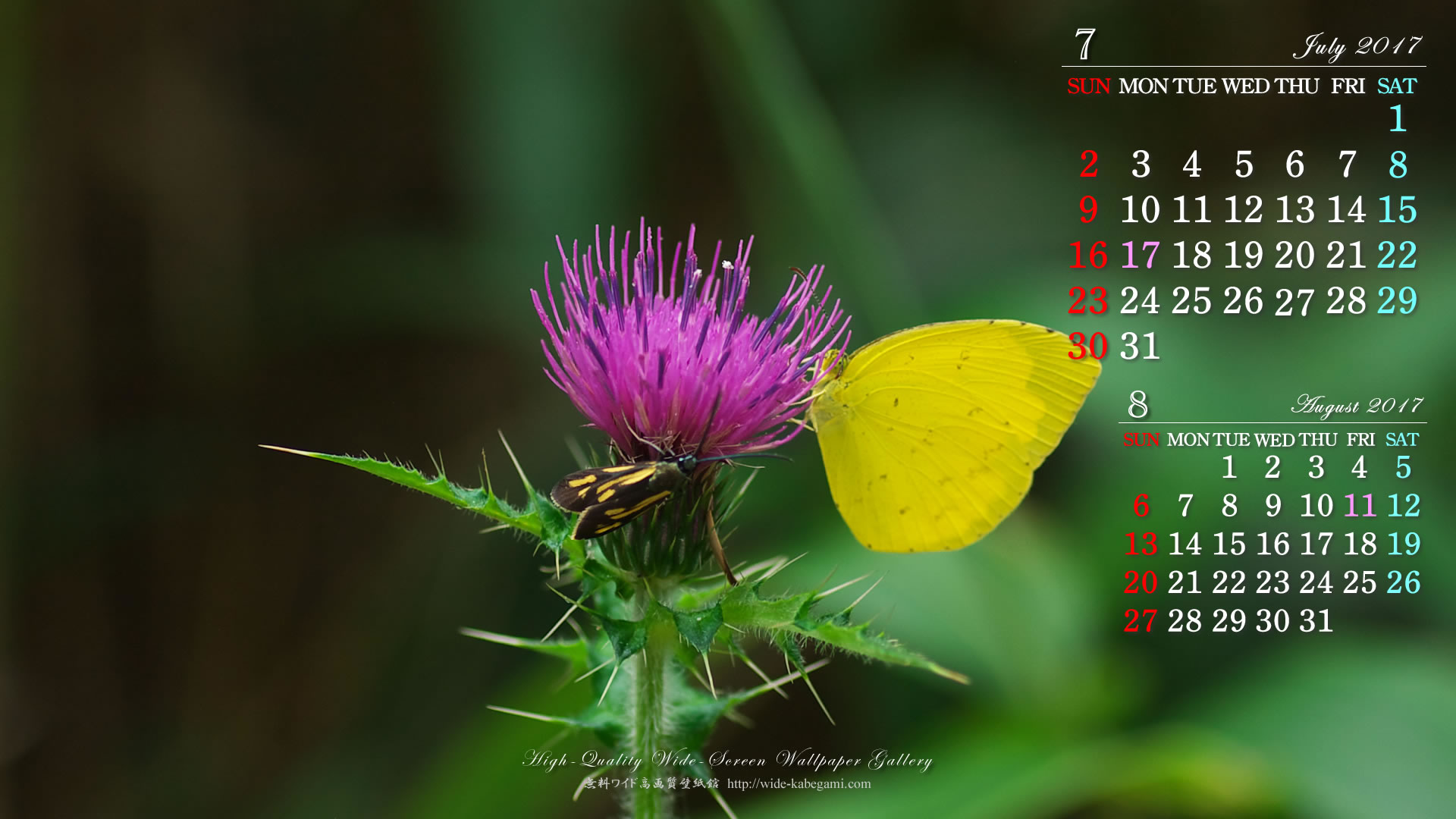 ７月のカレンダー壁紙－キチョウとアザミ