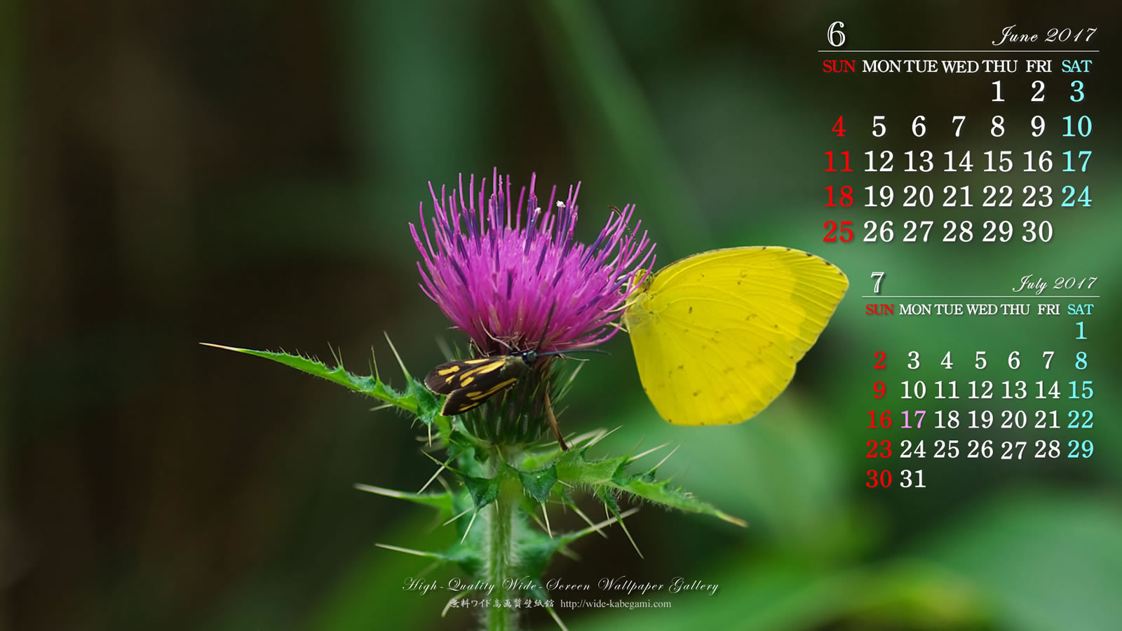 ６月のカレンダー壁紙－キチョウ