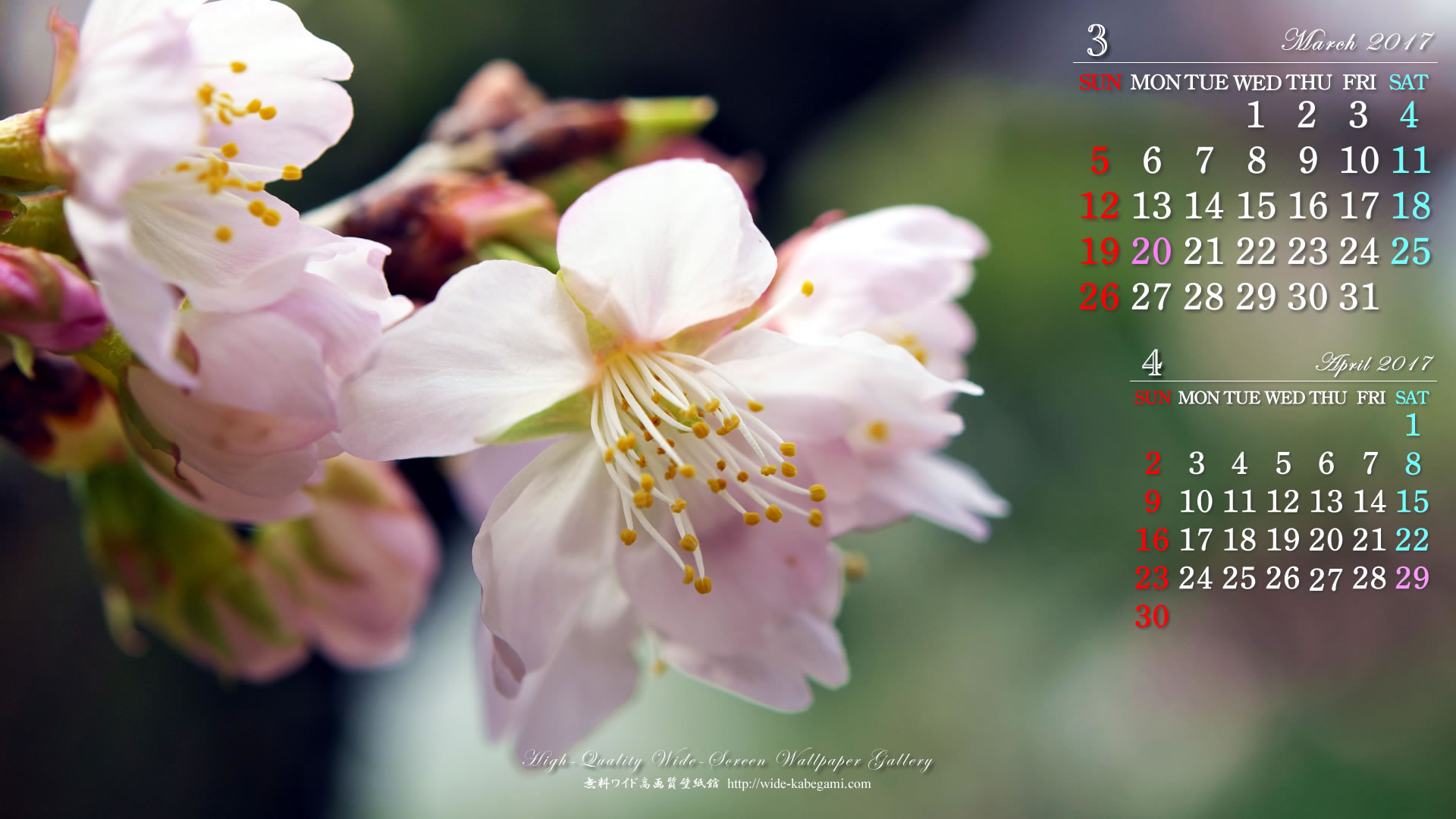 ３月のカレンダー壁紙－寒桜