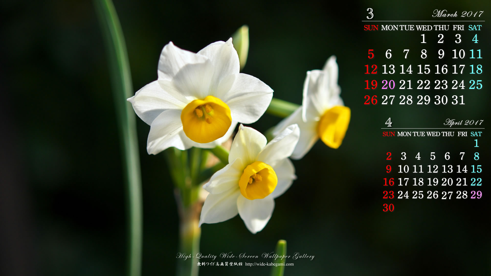 ３月のカレンダー壁紙－和水仙