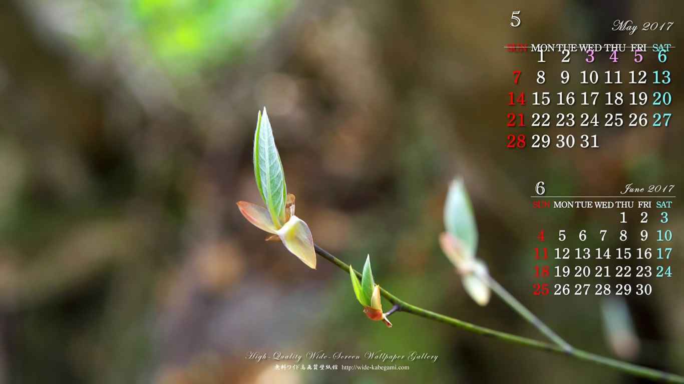 ５月のカレンダー壁紙－新芽