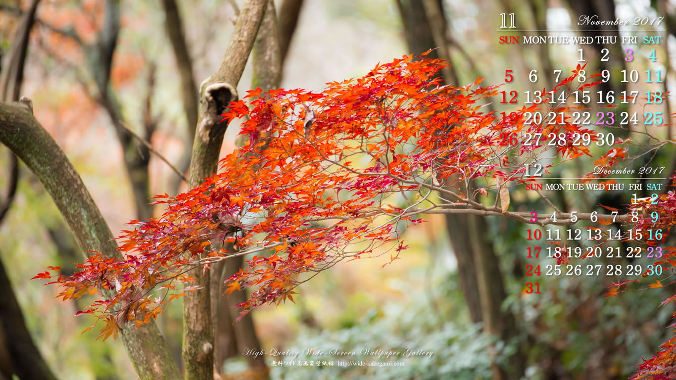11月のカレンダー壁紙－紅葉の林