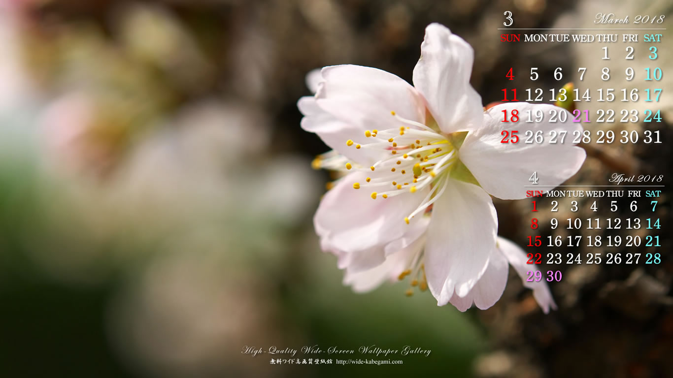 3月のカレンダー壁紙－桜-4