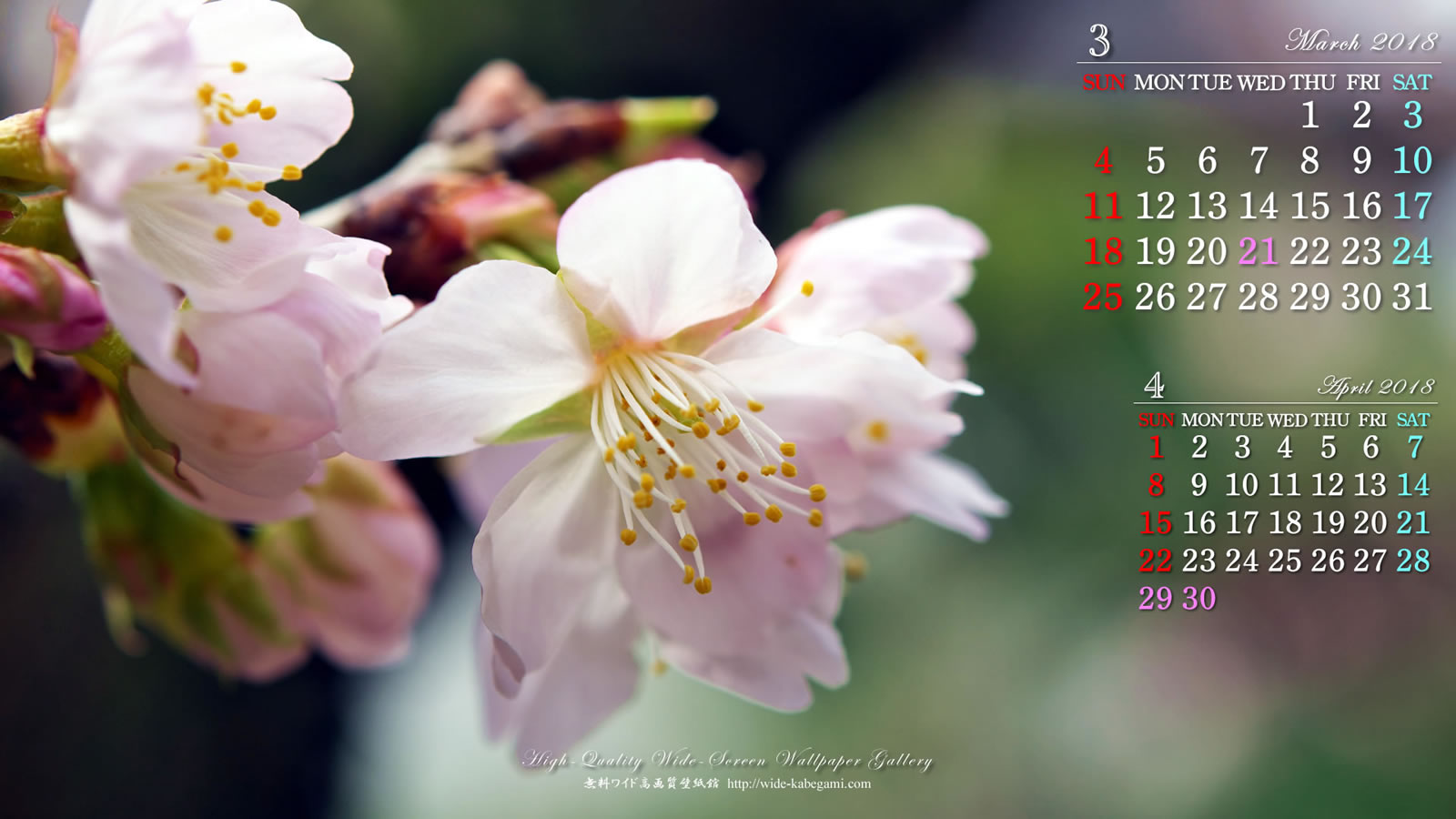 3月のカレンダー壁紙－桜-5