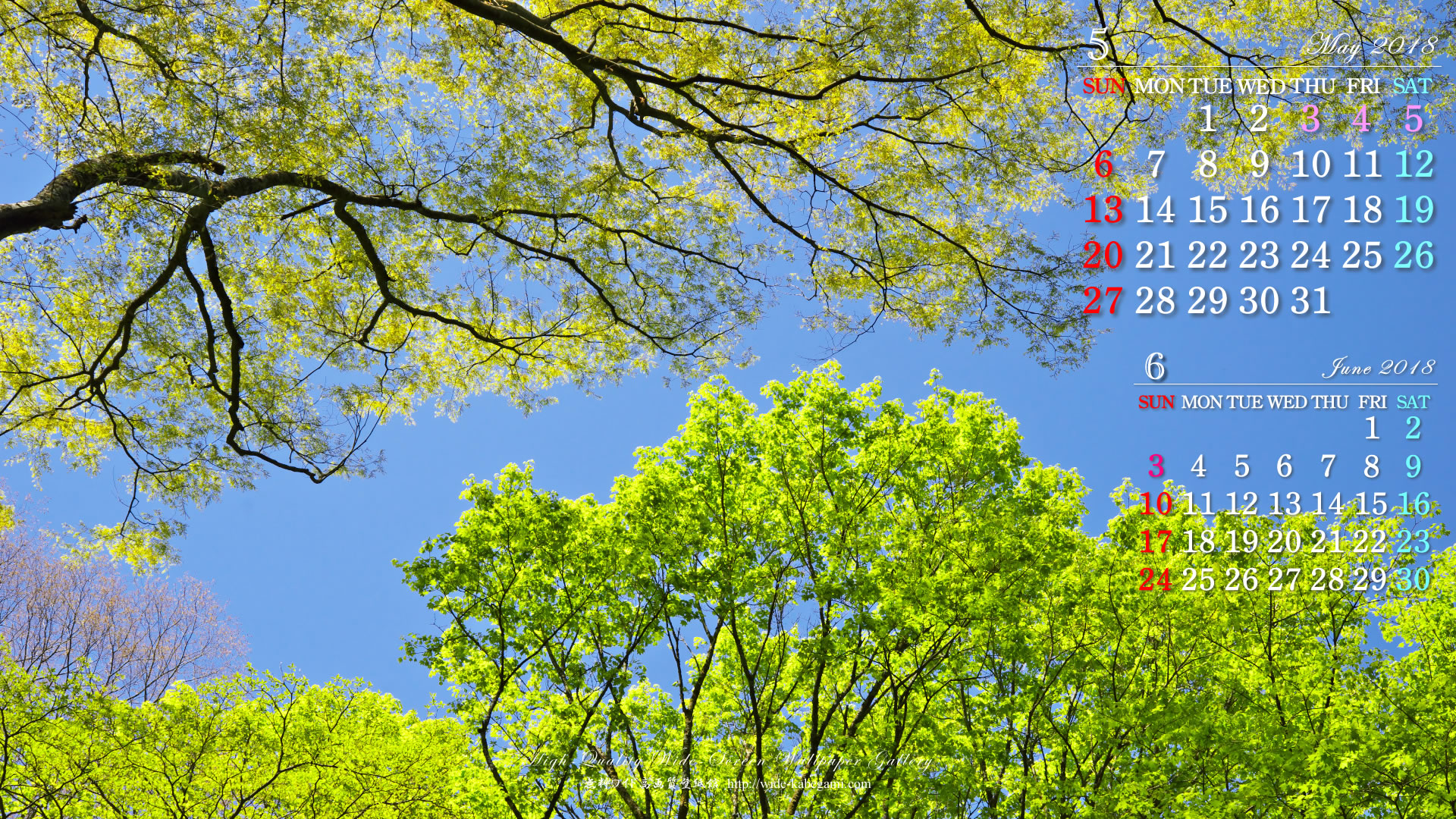 5月のカレンダー壁紙－森の新緑