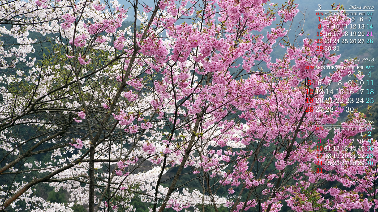 2015年4月のカレンダー壁紙－桜
