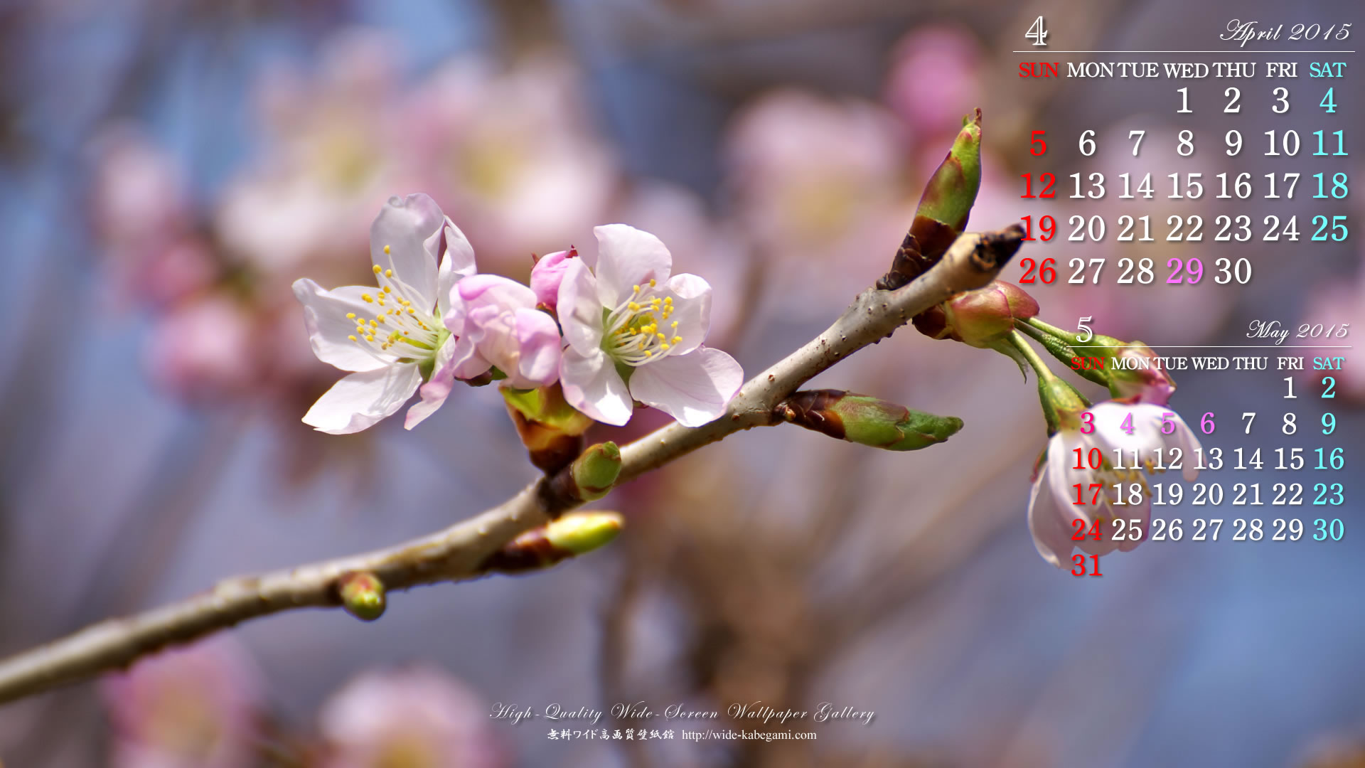 今月のカレンダー壁紙－桜