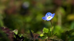 ワイドスクリーン自然壁紙(16:9-1366x768)－オオイヌノフグリの花