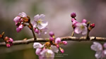 ワイドスクリーン自然壁紙(16:9-1366x768)－寒桜