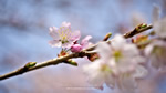 ワイドスクリーン自然壁紙(16:9-1366x768)－寒桜