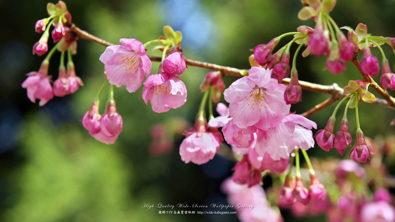 ワイド自然壁紙(16:9-1366x768)－桜・さくら・サクラ-1