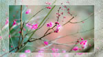 ワイドスクリーン自然壁紙(16:9-1366x768)－公園の花