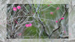 ワイドスクリーン自然壁紙(16:9-1366x768)－公園の花