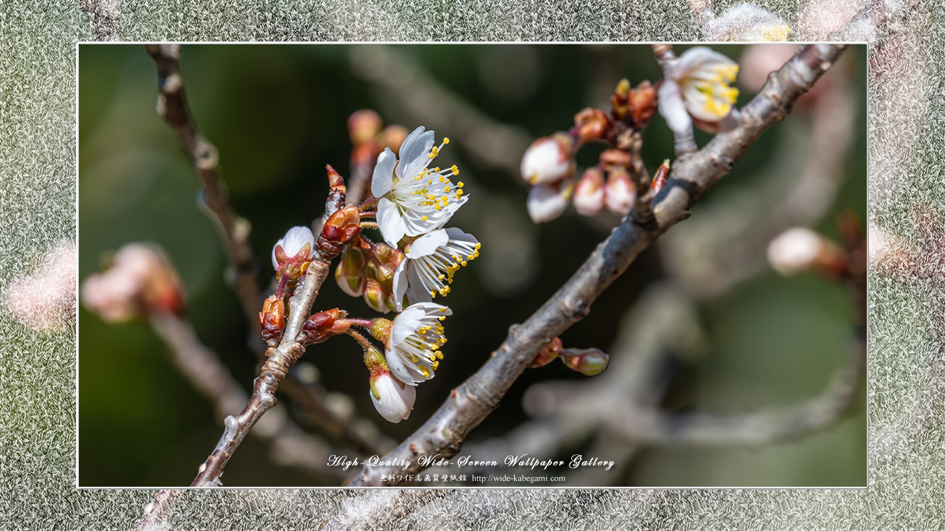 ワイド自然壁紙(16:9-1366x768)－春を告げる桜