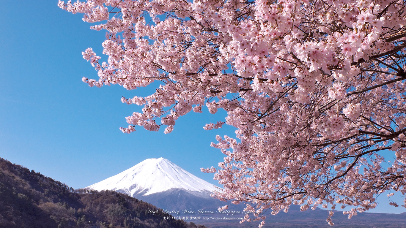 ワイド自然壁紙(16:9-1366x768)－桜と富士山