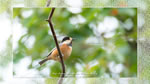 ワイドスクリーン自然壁紙(16:9-1366x768)－野鳥