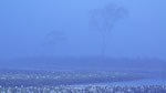 ワイドスクリーン自然壁紙(16:9-1366x768)－湿原霧景