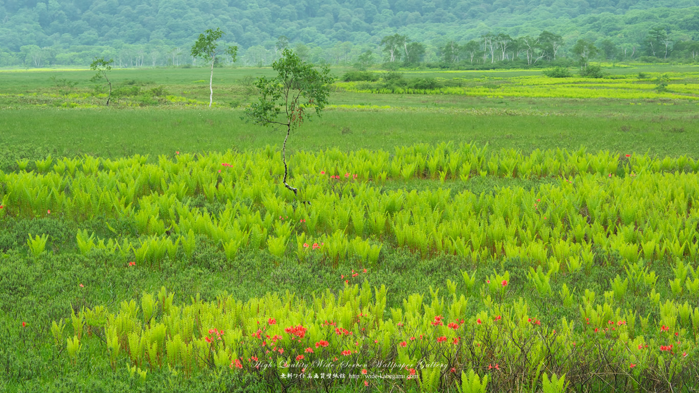 ワイド自然壁紙(16:9-1366x768)－レンゲツツジ咲く湿原
