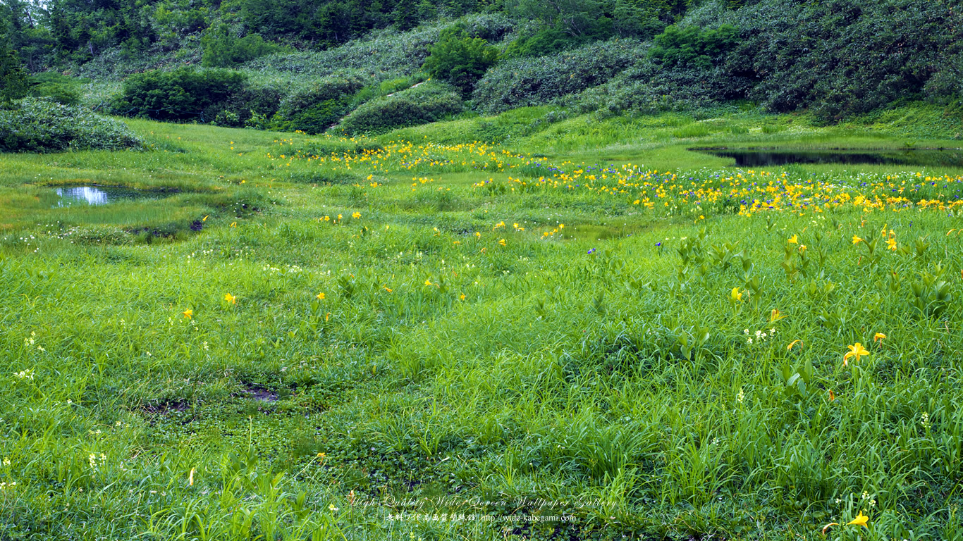 ワイド自然壁紙(16:9-1366x768)－ニッコウキスゲ咲く湿原