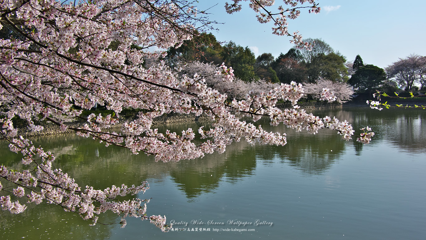 ワイド自然壁紙(16:9-1366x768)－広瀬公園の桜-1