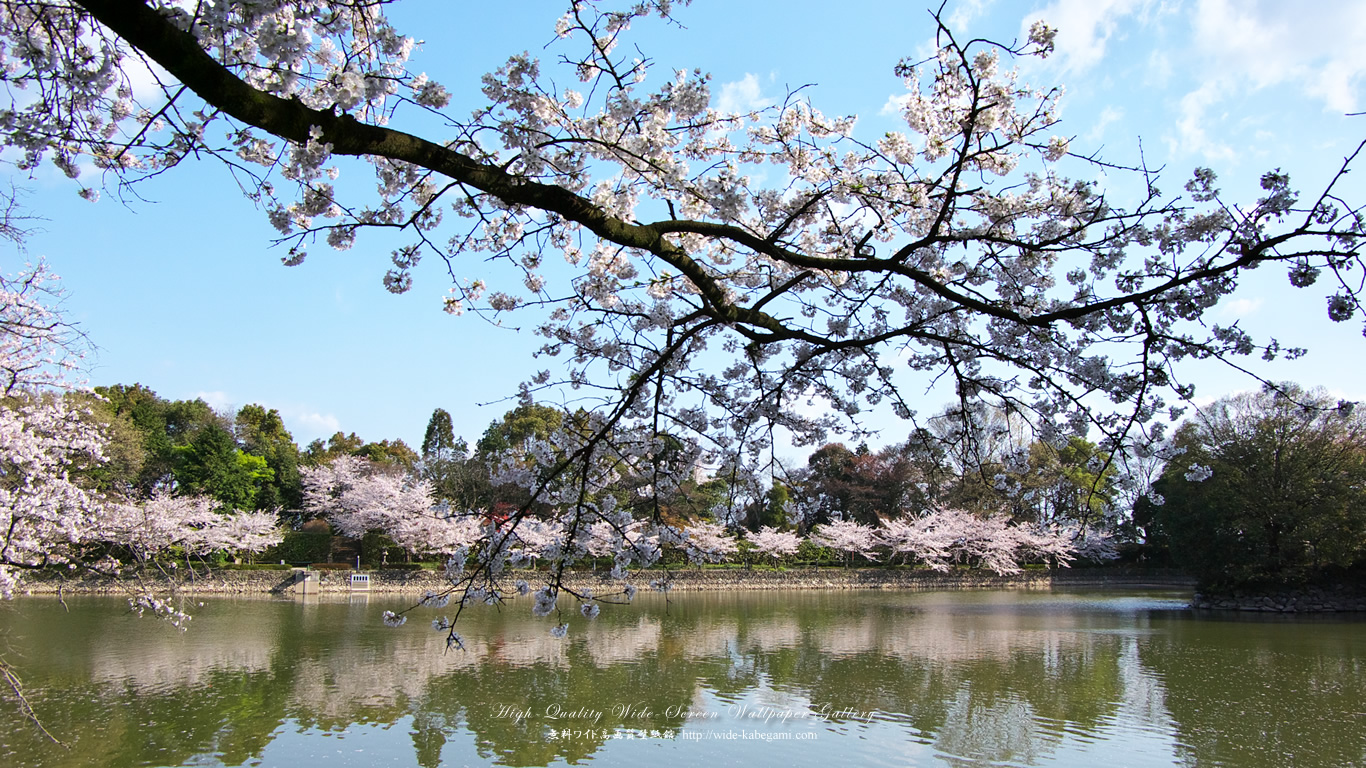 ワイド自然壁紙(16:9-1366x768)－広瀬公園の桜-2