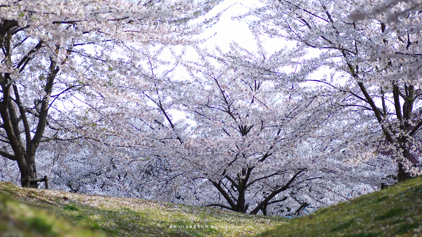 ワイド自然壁紙(16:9-1366x768)－広瀬公園の桜-3