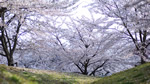 ワイドスクリーン自然壁紙(16:9-1366x768)－桜・さくら・サクラ