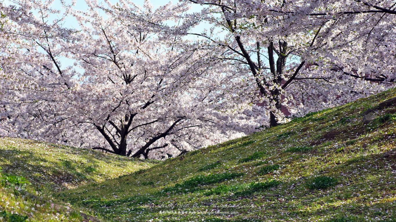 ワイド自然壁紙(16:9-1366x768)－広瀬公園の桜-4